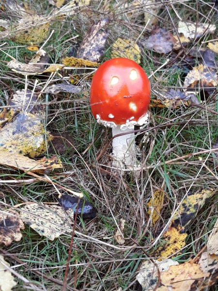 Amanite tue-mouches. Philippe Baumy